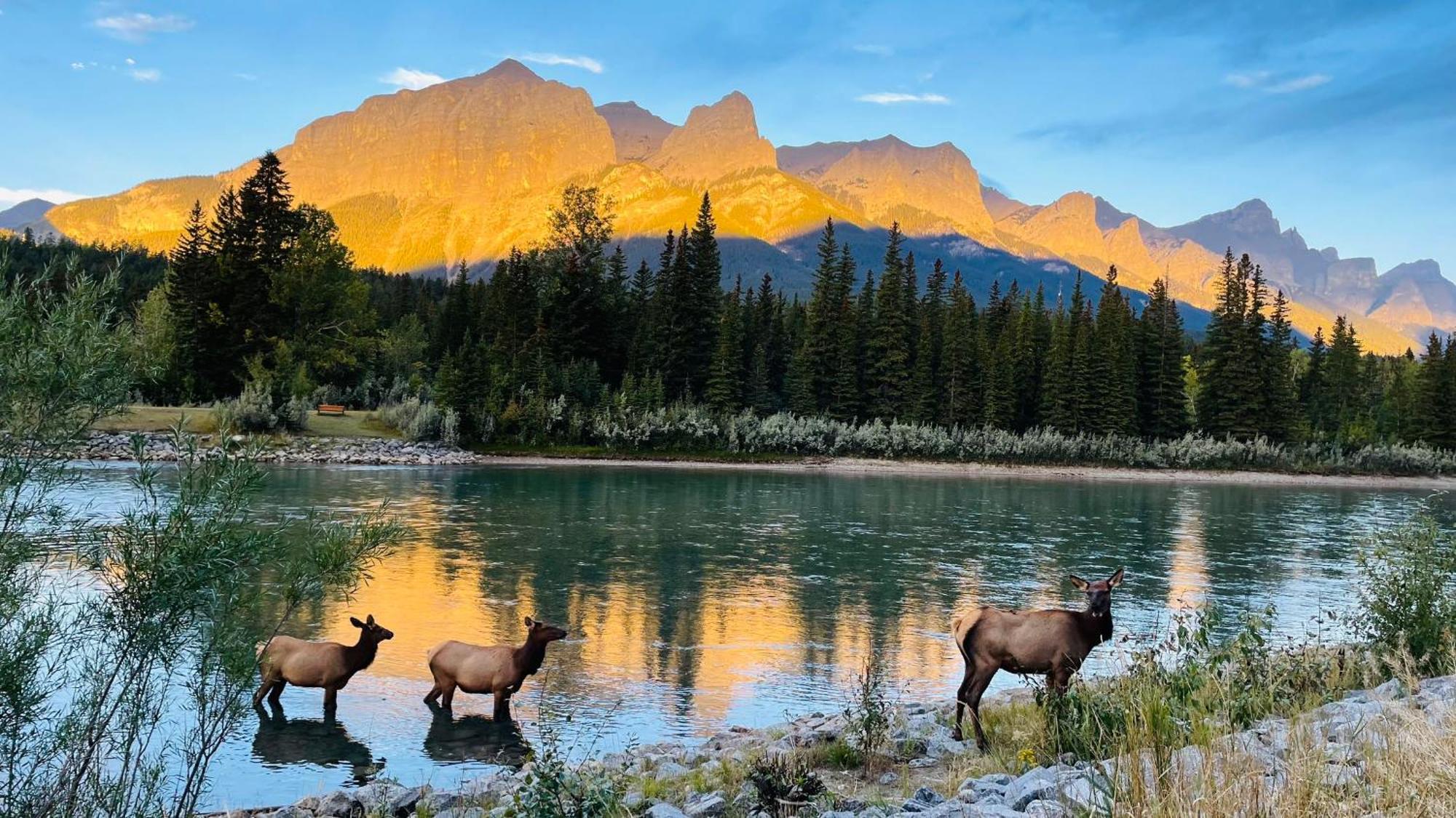 #202 Cozy Mountain View 2 Bedrooms In Dt Canmore Exterior photo